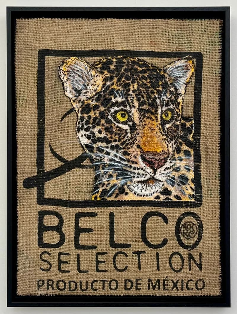 Jaguar Belco